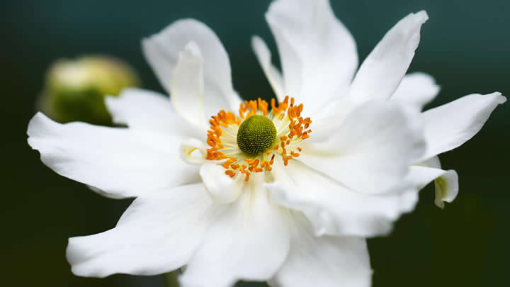 園藝養(yǎng)護專家 氣壓式植物營養(yǎng)噴霧器 促進生長
