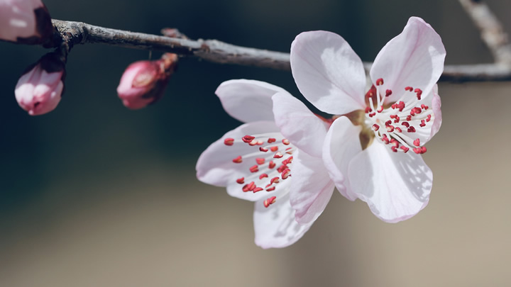 可調(diào)節(jié)噴頭 手動噴霧器 靈活應(yīng)對不同噴灑場景