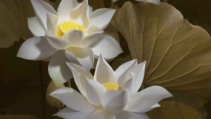 高效農(nóng)業(yè)灌溉噴霧器 智能調(diào)控 節(jié)水高效兩不誤