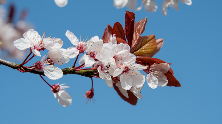 園藝花卉日常養(yǎng)護(hù)里 噴霧器助力茁壯成長態(tài)勢