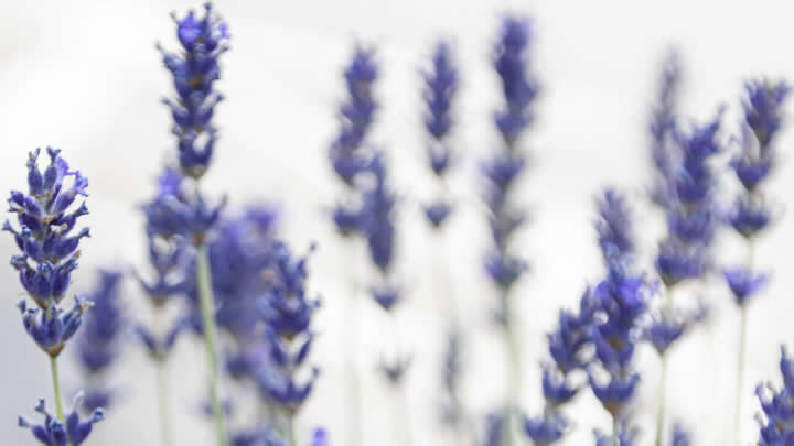 園藝綠植日常管理里 噴霧器不可或缺顯價(jià)值