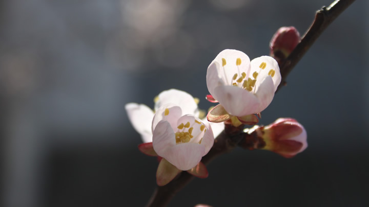 智能氣壓噴霧器 自動(dòng)調(diào)節(jié)噴霧模式 適應(yīng)不同場(chǎng)景